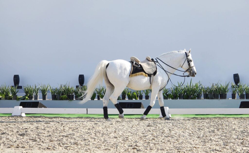 A,Beautiful,White,Horse,In,Sand,Arena