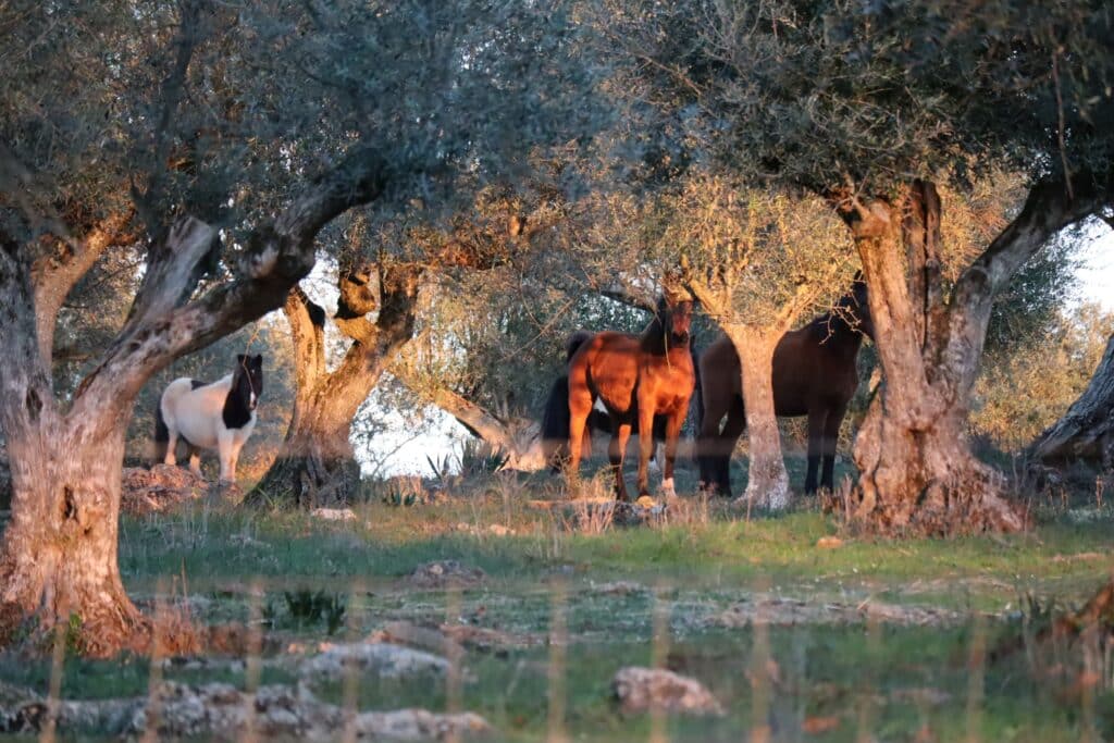 chevaux forêt oliviers Alentejo Portugal