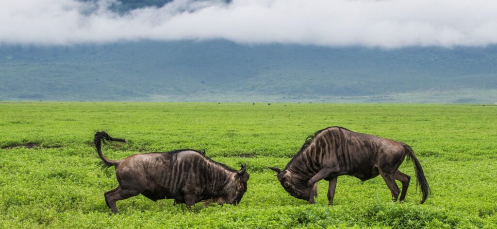 Two,Male,Wildebeest,Fight,With,Each,Other,In,The,Ngorongoro