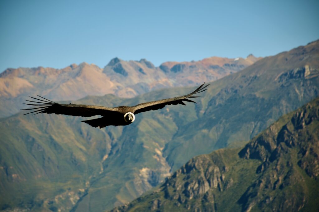 condor canyon chicamocha colombie