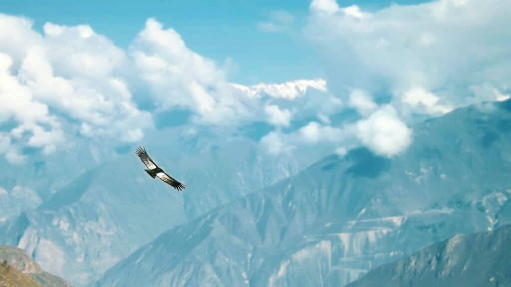 condor des andes canyon colca perou