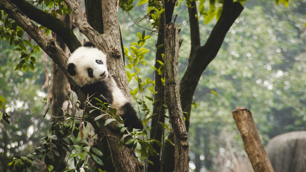 conservation panda reserve naturelle chengdu chine