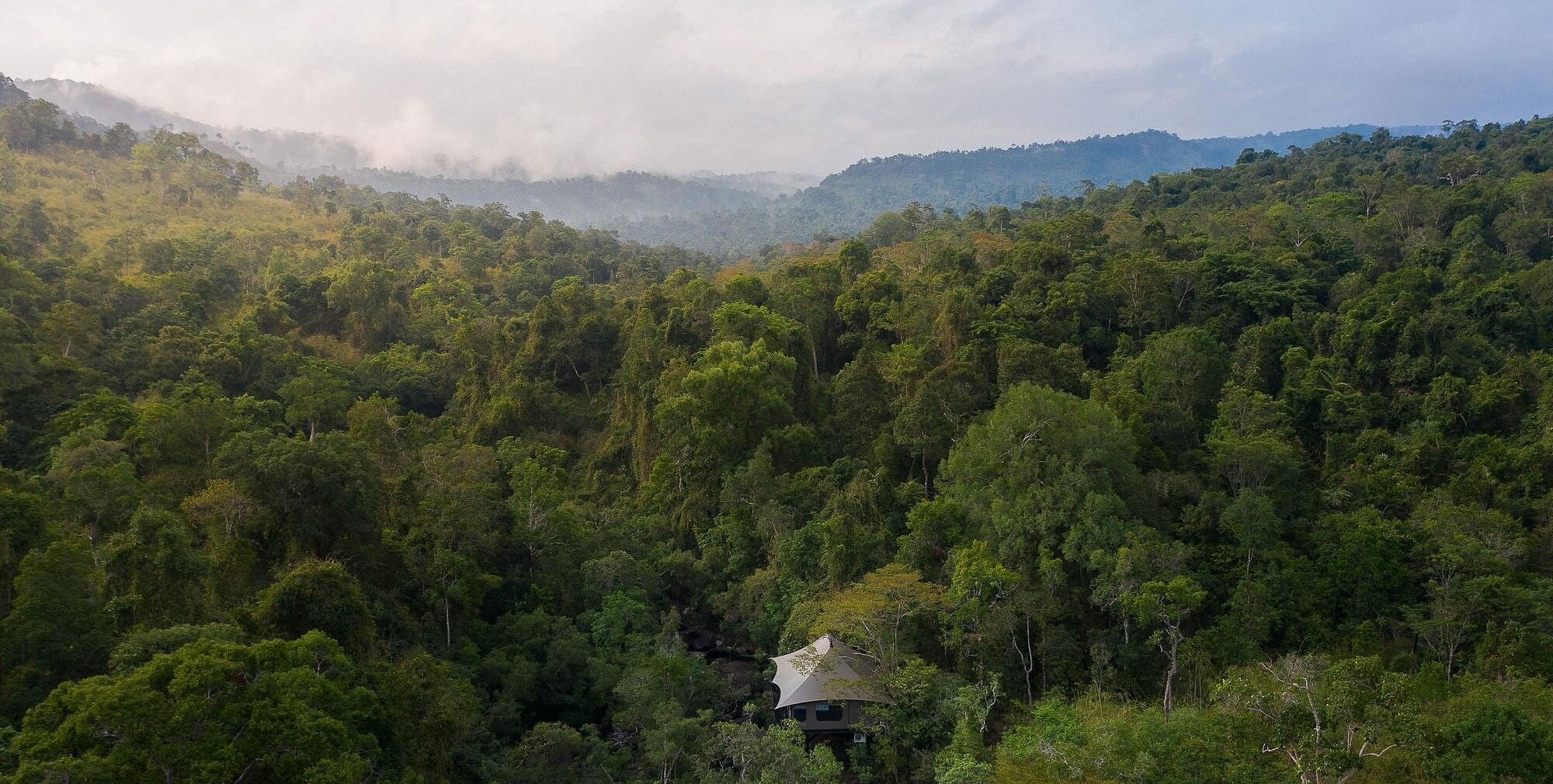 Dans la jungle cambodgienne