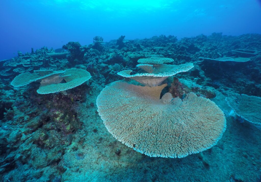 Scuba,Diving,On,The,Reefs,Of,Majuro,marshall,Islands