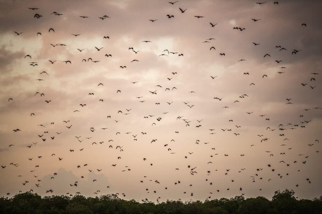 A,Flock,Of,Fruit,Bats,In,The,Sunset,Sky.,The