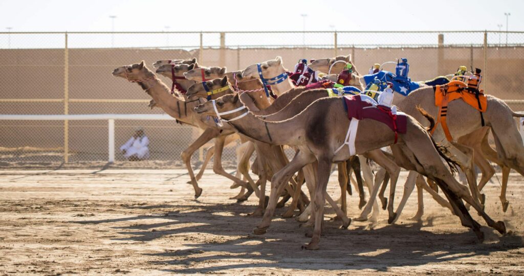 Camel,Race,In,Qatar,Desert