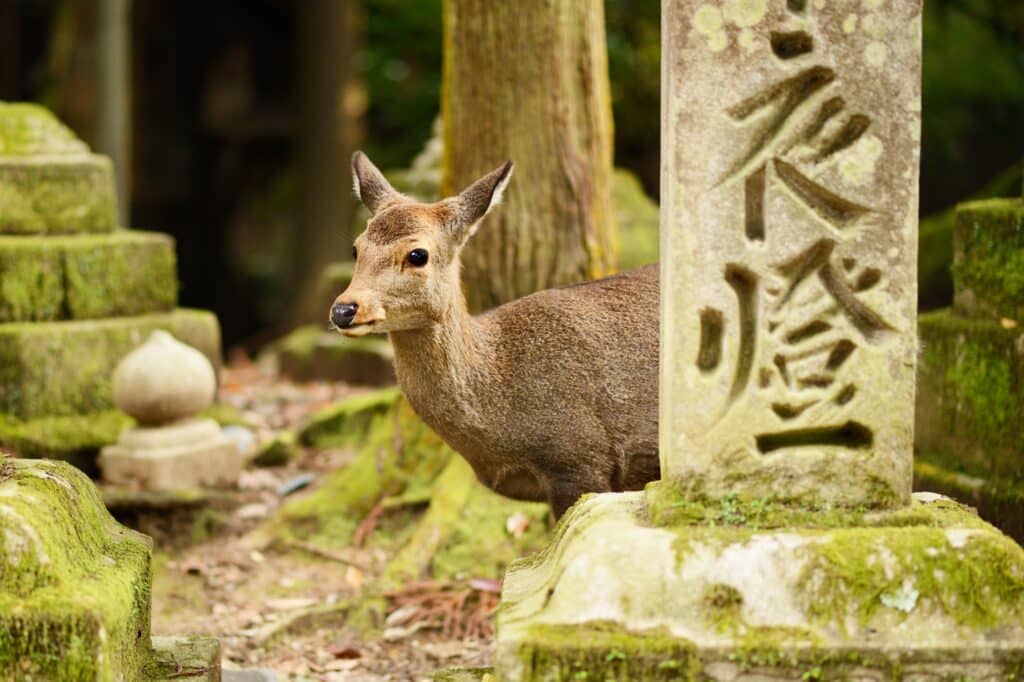 Nara,Deer,Roam,Free,In,Nara,Park,,Japan.