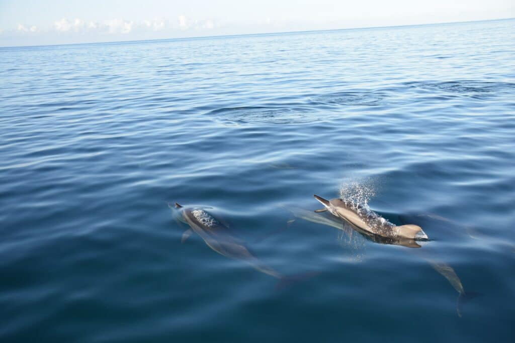dauphins Parc marin de Blue Bay Ile Maurice