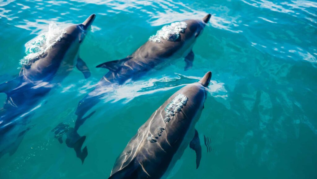 dauphins à long bec ile Kona Hawai