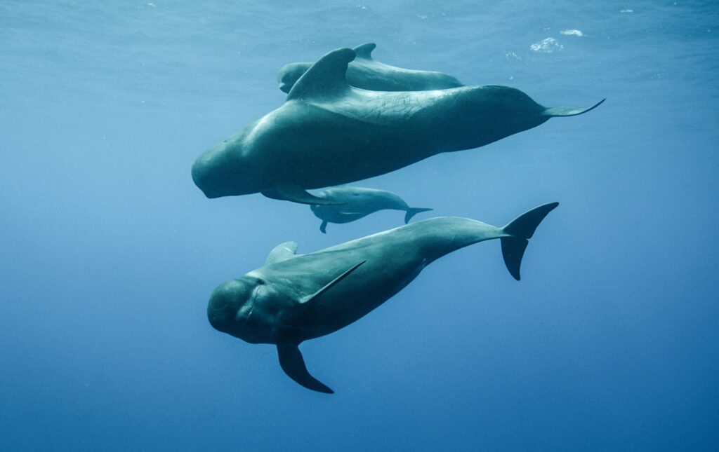 Group,Of,Three,Beautiful,Dolphins