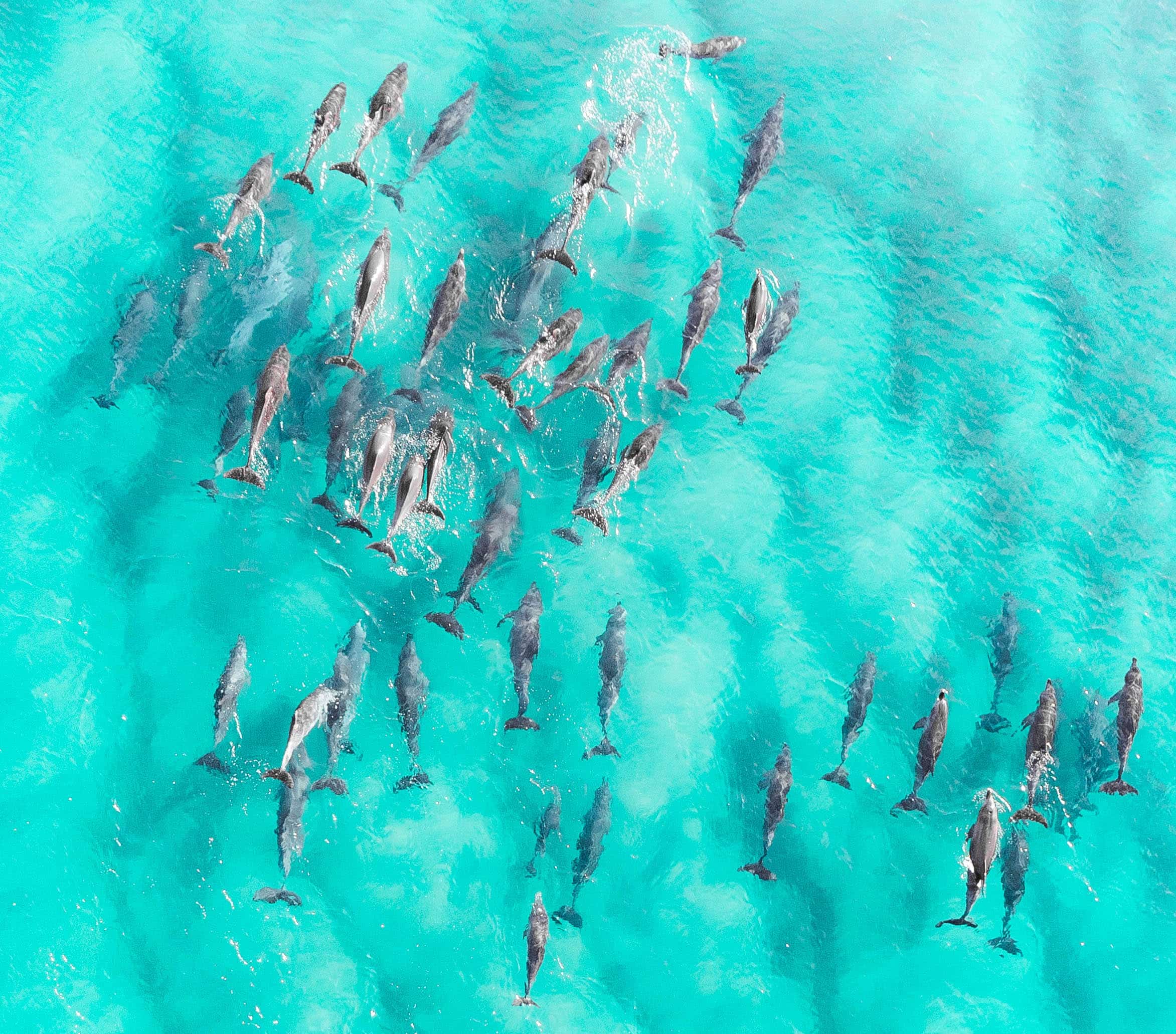 Groupe de dauphins dans l'archipel de Mafia depuis le Fanjove Island lodge.