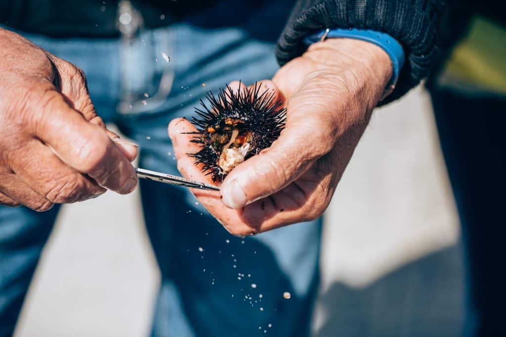 Fresh,Sea,Urchins,From,South,Of,Italy,,Puglia,Region