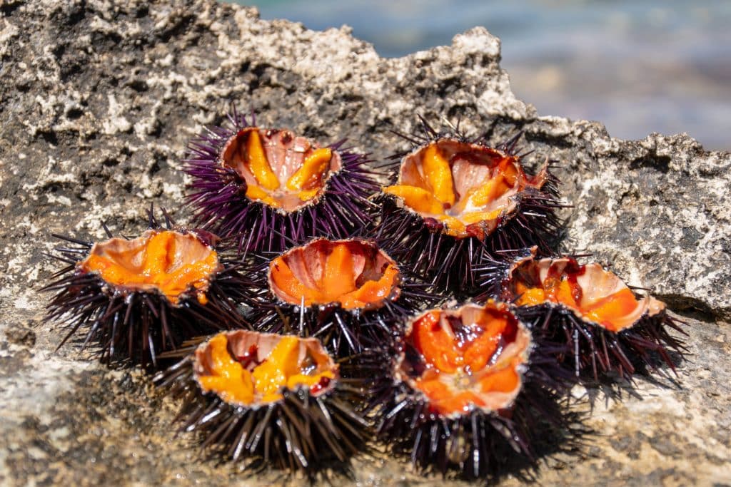 Fresh,Sea,Urchins,With,Orange,Eggs,Ready,To,Eat,On