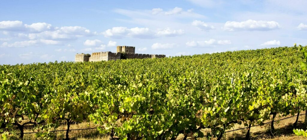 Vineyard,In,South,Of,Portugal,,Alentejo,Region