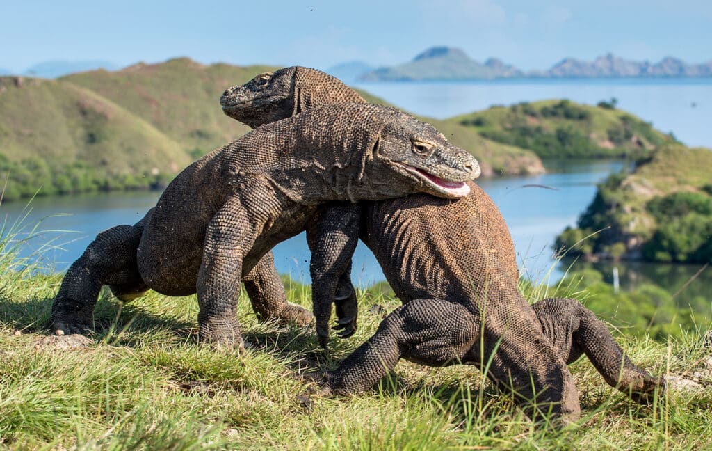 The,Fighting,Of,Komodo,Dragons,(varanus,Komodoensis),For,Domination.,It