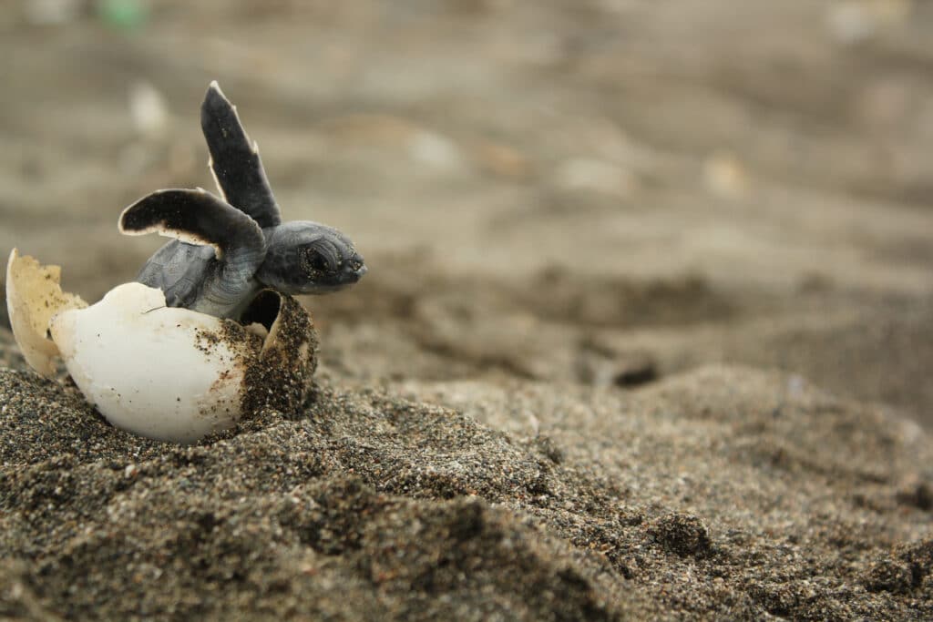 Winner,Sea,Turtle,Broken,Egg