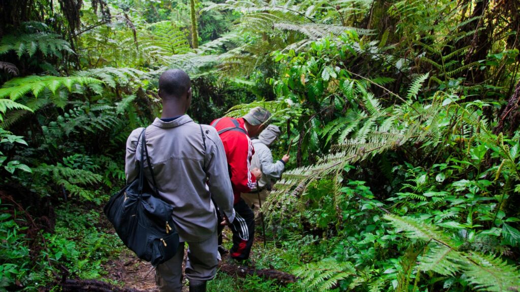 Unidentified,Tourists,On,Gorilla,Trekking,In,The,African,Rainforest,In