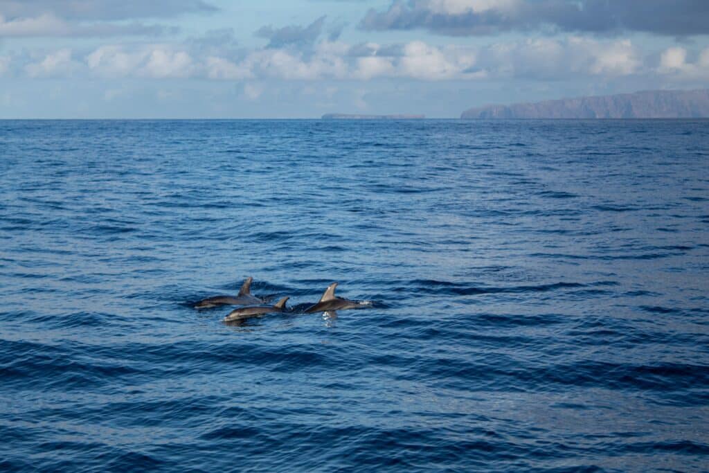 famille de dauphins de Madère excursion privée bateau Madère