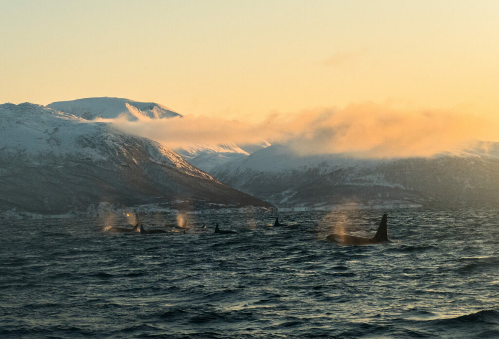 Panorama,Of,Orcas,Swimming,Into,Sunset,In,Winter,Mountain,Landscape