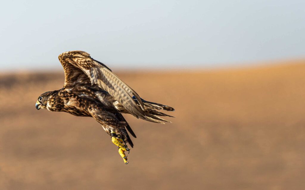 Flying,Falcon,In,The,Desert,Of,Dubai,,United,Arab,Emirates