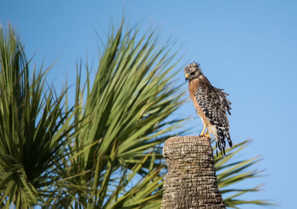 Peregrine,Falcon,Looking,Down,From,Perch