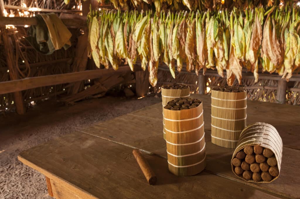 Cuban,Cigars,In,Drying,House,,Vinales,,Cuba
