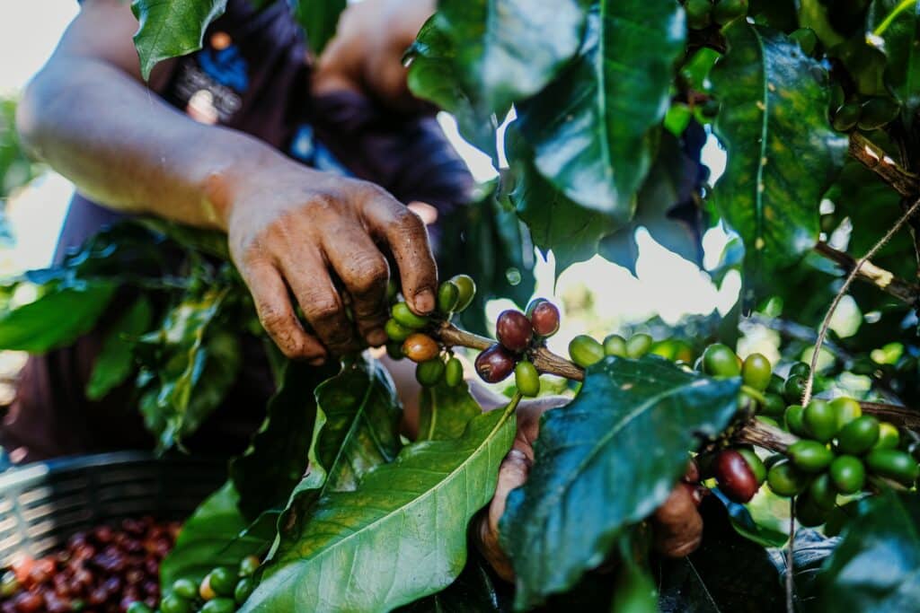 finca plantation cafe guatemala
