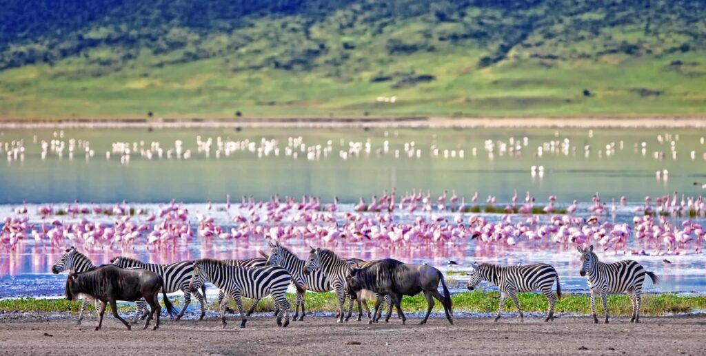 Zebras,And,Wildebeests,Walking,Beside,The,Lake,In,The,Ngorongoro