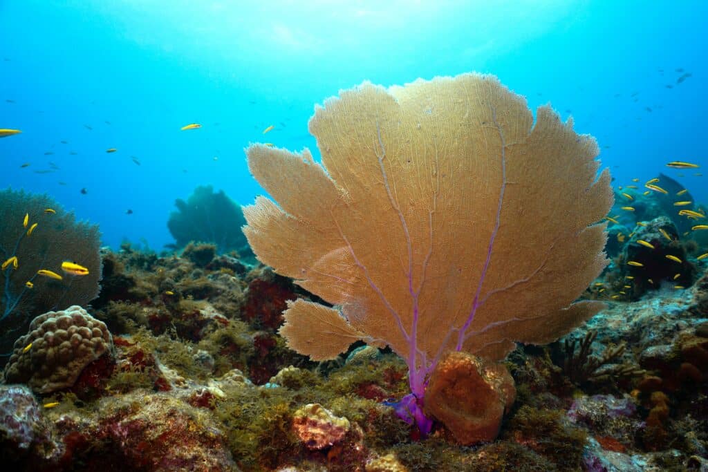 fonds marins corail little corn island nicaragua