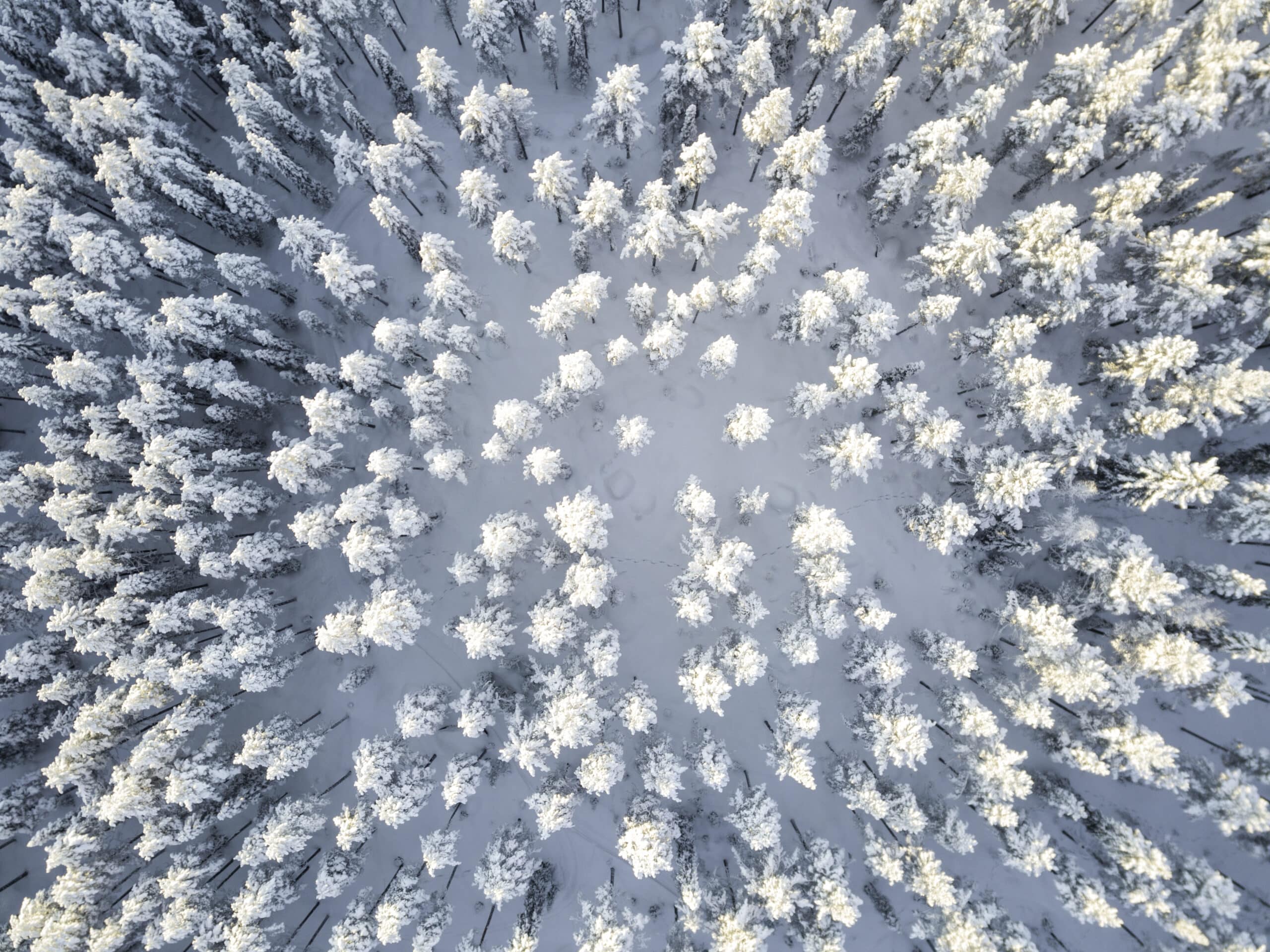 Vue aérienne d'une forêt enneigée de Suède