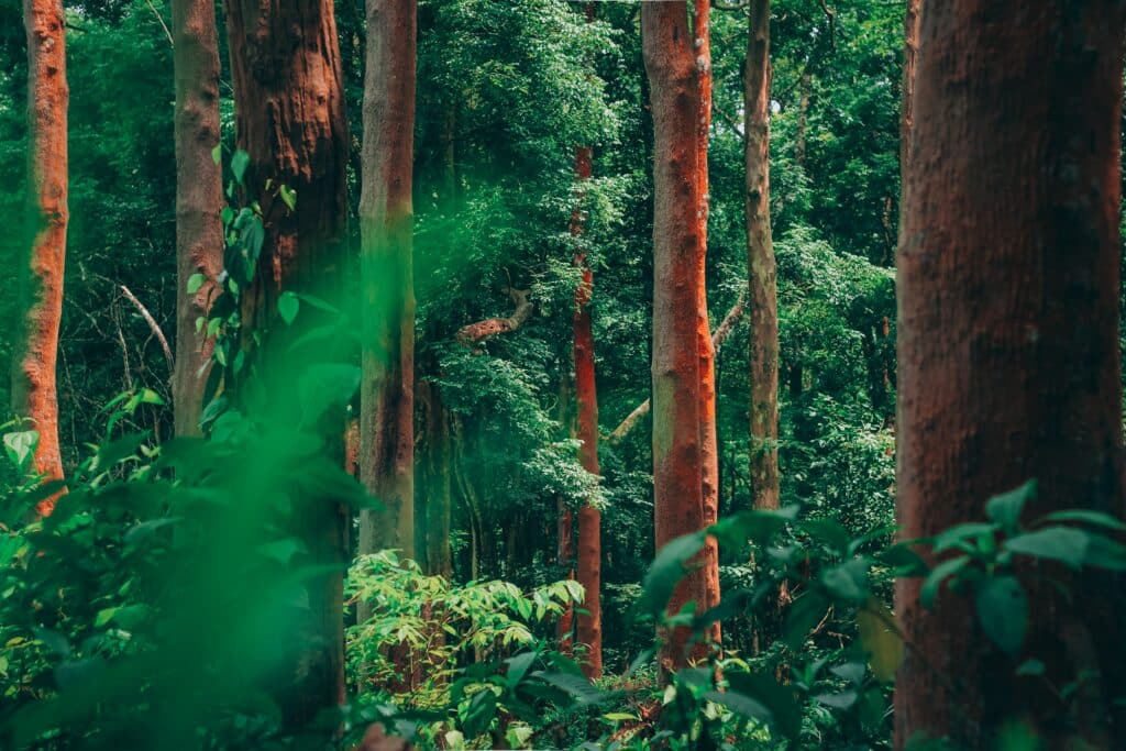 forêt bois rouge Rio Negro Amazonie Brésil