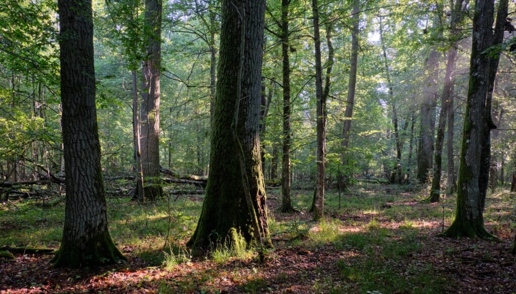 foret de Bialowieza pologne