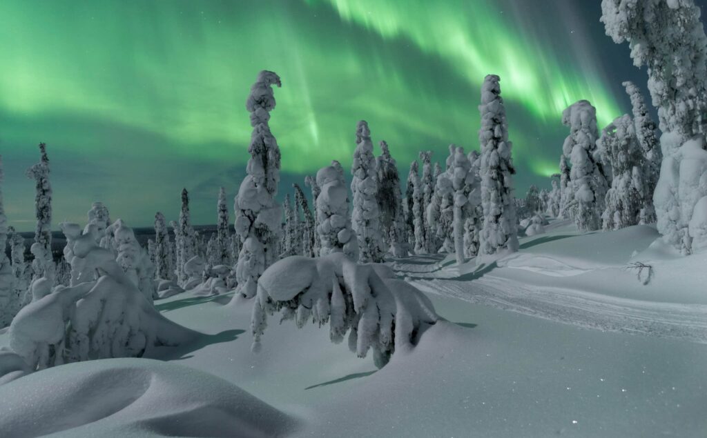 foret finlandaise nuit sous aurores boreales