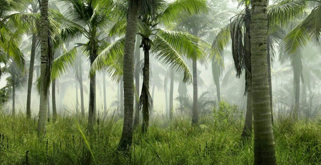 forêt palmiers jungle cambodge