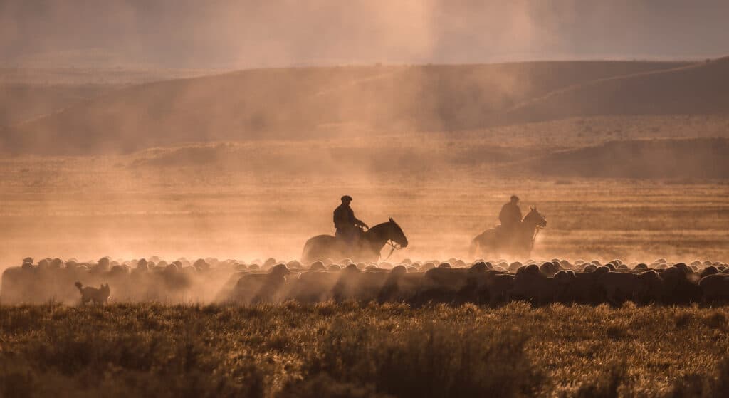 Gauchos avec leur troupeau en Argentine.