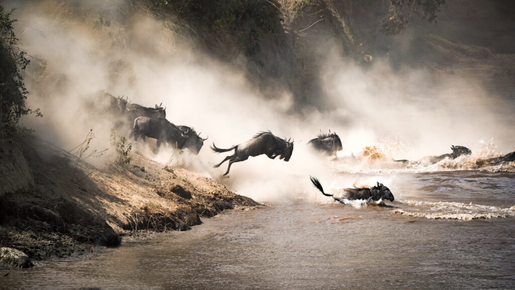 grande migration gnous et traversée de la rivière mara tanzanie