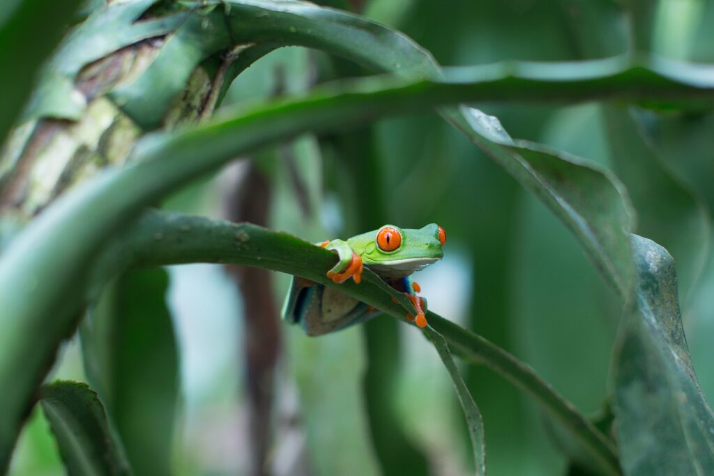 grenouille tropicale jungle Niaragua