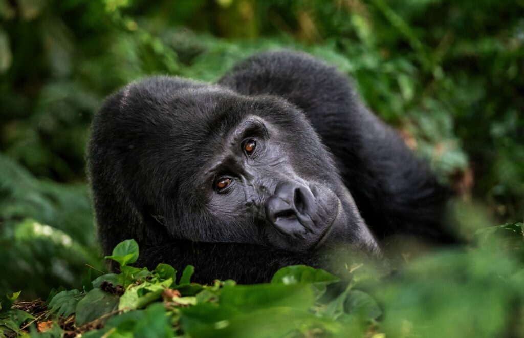 A,Large,Silverback,Mountain,Gorilla,,Gorilla,Beringei,Beringei,,Lies,In