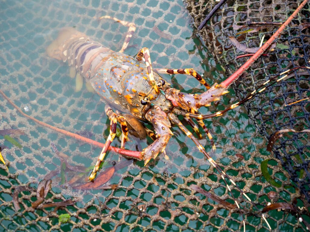 homard peche experience suede