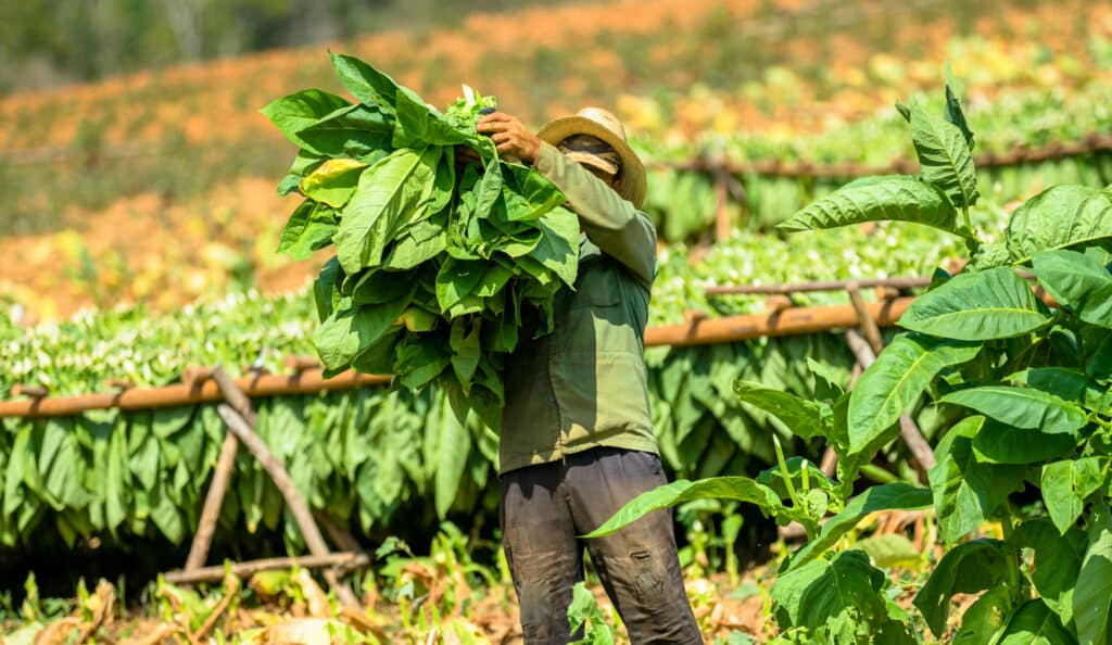 Tobacco,Farmer,Collect,Tobacco,Leaves.,Man,Working,On,Cuba,Tobacco