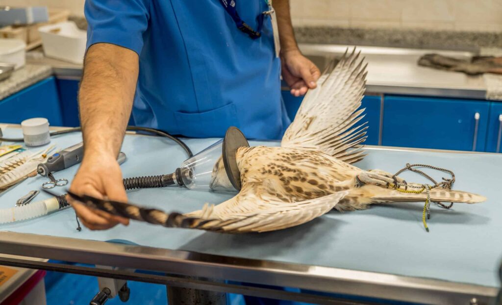 Abu,Dhabi,,Uae, ,Jan,11,,2018.,A,Falcon,On