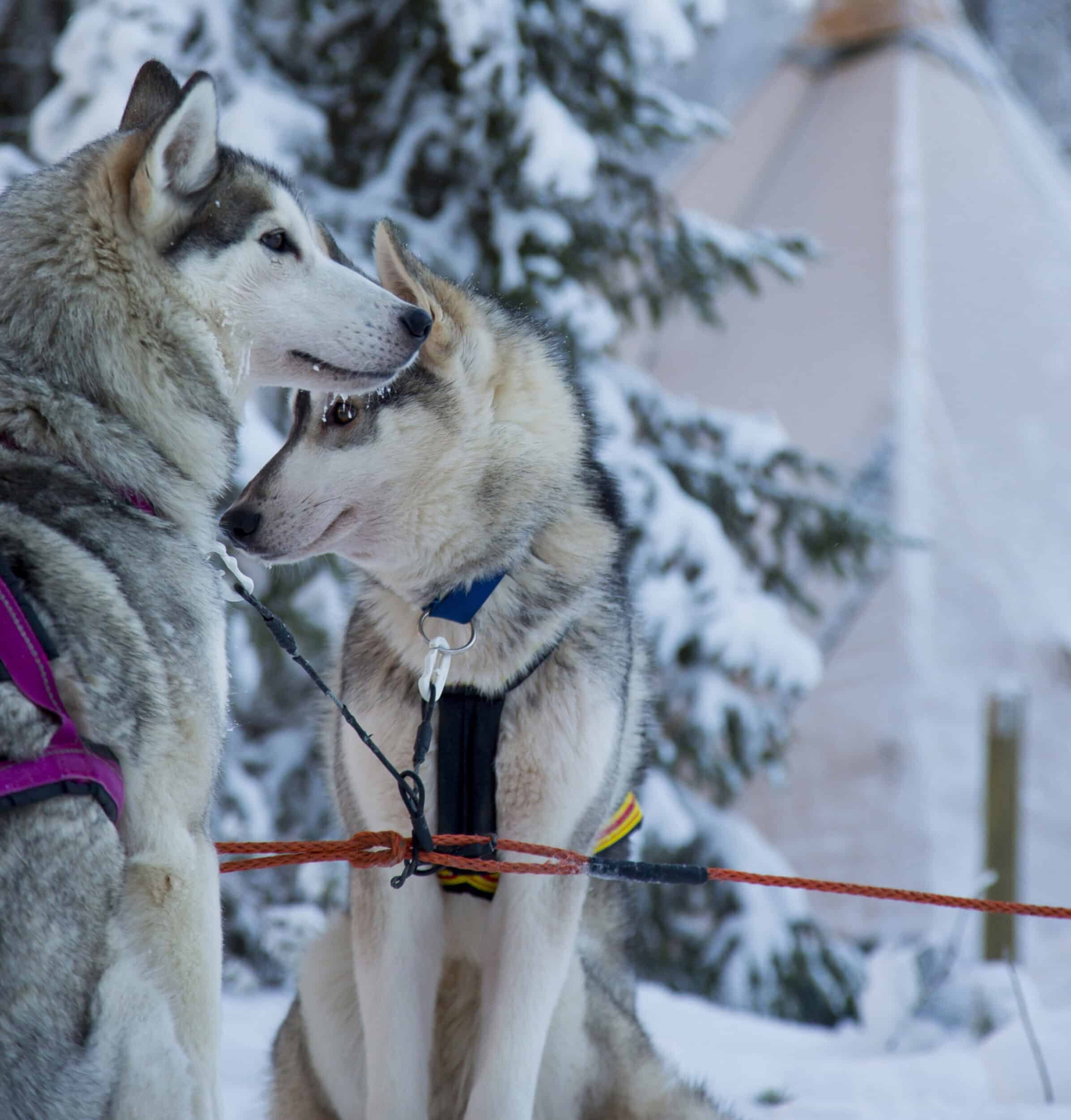 Photo de huskies pour une activité chien de traineau depuis le Aurora Safari Camp.