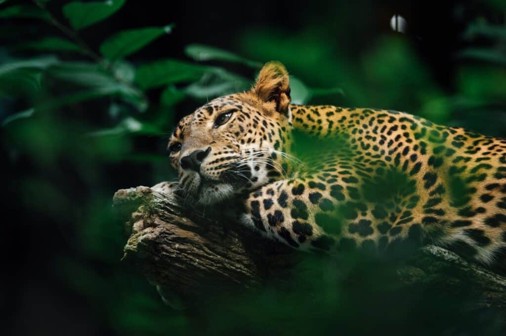 jaguar pantanal jungle Brésil