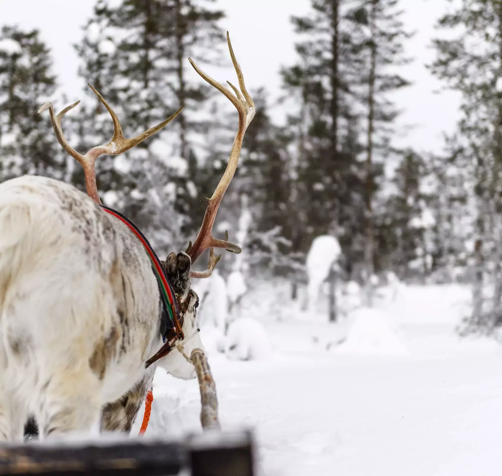 javri hotel finlande laponie activite rennes traineau