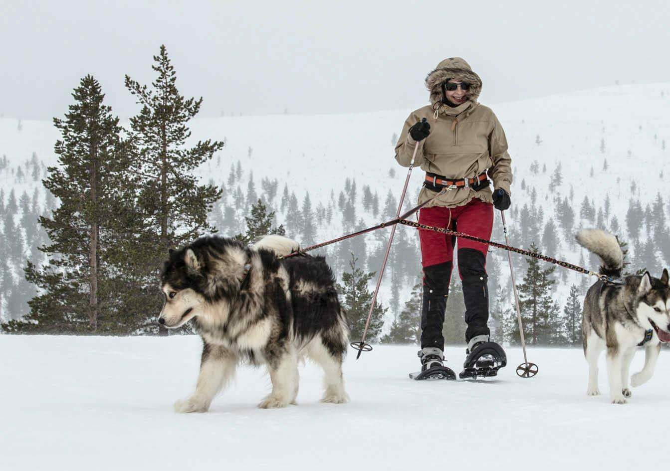 javri lodge activites chien de traineau