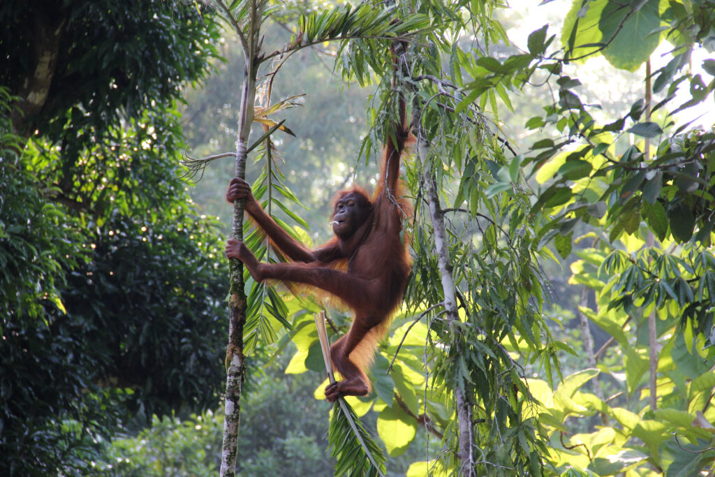 Malaysia,Borneo,Rainforest,Orangutan,Hanging,On,Tree