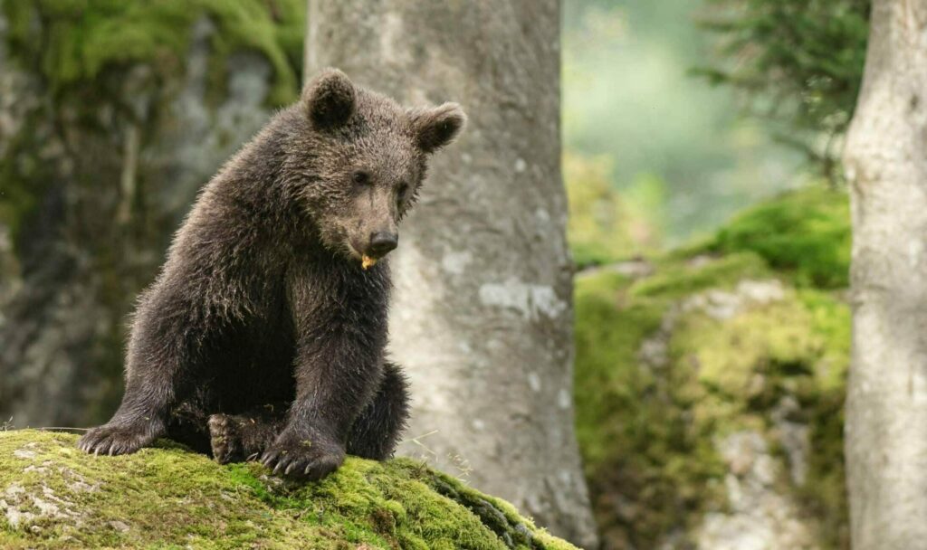 European,Brown,Bear