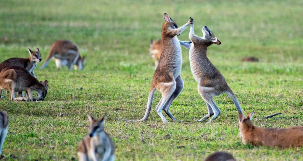 kangourous jouant dans herbe kangaroo island australie