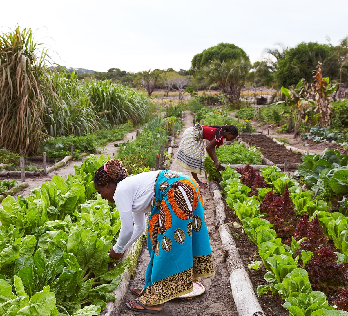 Jardin potager au Kisawa au Mozambique.