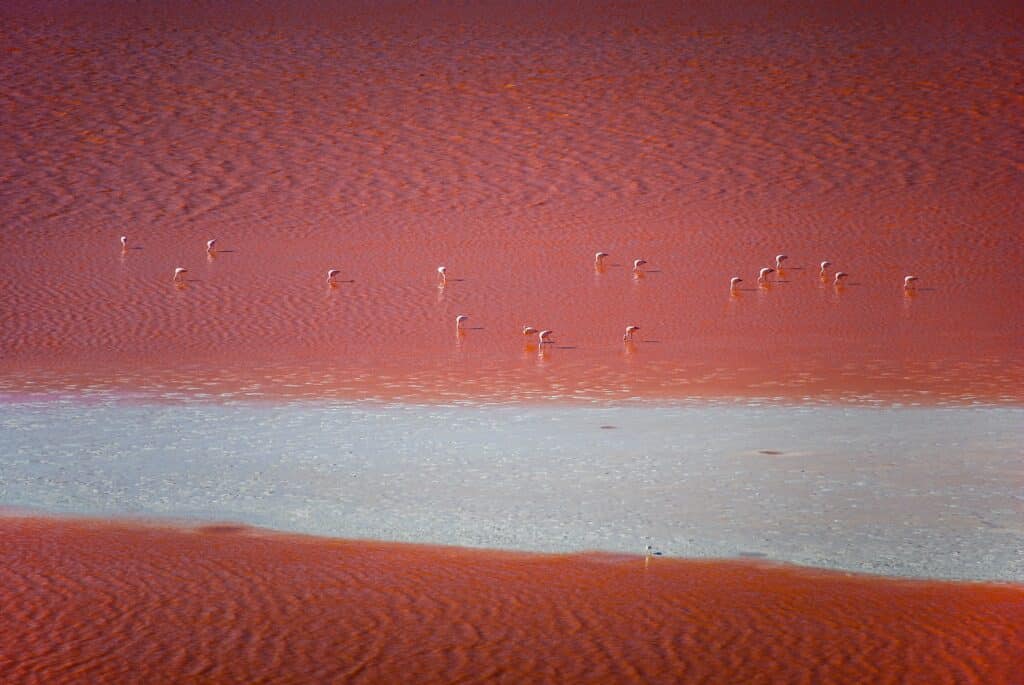 Laguna Colorada dans l'altiplano andin de Bolivie.